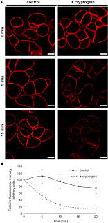 Runs from batteries (there's a set included ) or optional power adapter. Cryptogein Modifies Spectral Properties Of Fm4 64 On Plasma Membrane Download Scientific Diagram