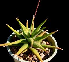 Image result for Tragia glabrata