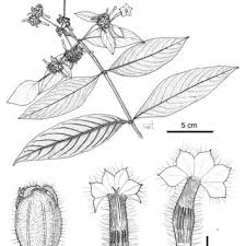 Image result for Rhodopentas bussei