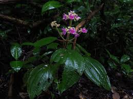 Image result for Cincinnobotrys