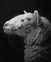 Chernobyl mutations animals and humans | chernobyl disaster. Akshay Kumar Sheeeeeeeeeeeep