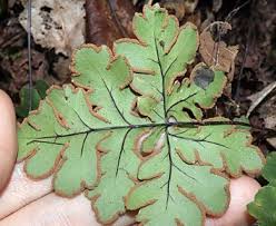 Image result for Doryopteris concolor