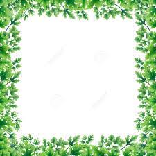 Yellow and green black walnut leaves form an elegant late summer or early fall printable border. Green Parsley Leaves At The Borders In The Square Of The Illustration Stock Photo Picture And Royalty Free Image Image 99206591