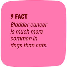 Congenital outpouchings of the bladder (vesicourachal diverticuli) can increase the risk of bladder infection, but they may also be a result of chronic inflammation. Amazon Com Active Chews Cranberry For Dogs Dog Uti Treatment For Incontinence Bladder Control Kidney Support 120 Soft Cranberry Chews Immune System Support For Canine Pets Pet Supplies