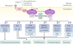 Stay with your family member and try to reassure them. Role Of Oncogenic Kras In The Diagnosis Prognosis And Treatment Of Pancreatic Cancer Nature Reviews Gastroenterology Hepatology