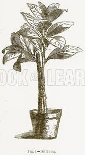 Résultat de recherche d'images pour "Inarching"