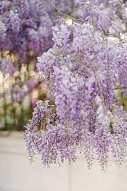 Charleston Flower Guide Wisteria On Church Street Flower Guide Bloom Beautiful Blooms