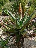 Image result for Aloe haroniensis