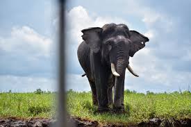 Elephant Birth in TNWK: Conservation ...