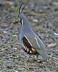 Mountain Quail Beautiful Birds Wild Birds Pet Birds