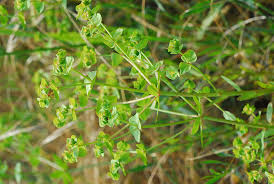 Image result for Euphorbia serratifolia