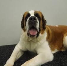 Growth of the saint bernard male: 5 Reasons Why A St Bernard May Be The Perfect Breed For You Dogtopia