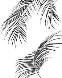 Black And White Plants Aesthetic Palm Print Minimal Plant Print Poster By Juliaemelian In 2020 Plant Print Poster Prints Black And White Posters