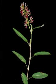 Image result for Alysicarpus zeyheri