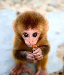 I Brought You A Flower But I Eated It Animals Beautiful Cute Baby Animals Cute Animals