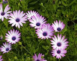 Osteospermum Ecklonis Sky And Ice 20 Seeds African Daisy Amazon Co Uk Garden Outdoors Types Of Daisies Purple Daisy Hardy Perennials