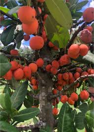 Image result for Garcinia acutifolia