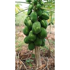 Brooks tree farm is a wholesale nursery specializing in conifer seedlings and shrubs native to the pacific northwest. Fruit Plants Papaya Plant Wholesale Distributor From Rajahmundry