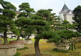 Tree Seeds Pinus Thunbergii Japanese Black Pine Seed Bonsai Plants Black Pine Hei Song Qty 100pcs Ba Japanese Black Pine Japanese Black Pine Tree Pine Seeds