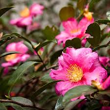 Pin On Backyard Landscape