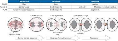 A diagram of a plant cell showing its organelles, and a glossary of plant cell terms. Cytokinesis Definition And Process In Animal And Plant Cells