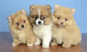 Selling puppies is a very important and responsible event, so it is necessary to approach the issue seriously and fully armed. Puppies For Sale Near Me Law Restrictions On Puppy Sale Age Animal Care Net Life Is About Saving Animals