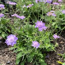 Image result for Scabiosa
