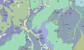 Image result for Emilia tenellula