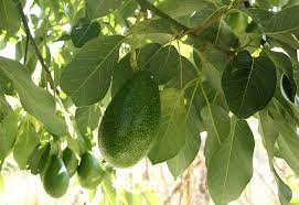 Jadi gambar tersebut tidak hanya sekedar. Rebusan Daun Alpukat Khasiatnya Ternyata Sangat Dahsyat Ge