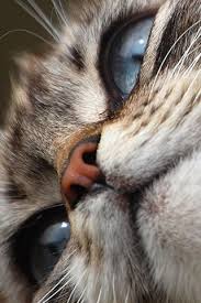 Love Everything About Them Those Faces Katzen Katzenbabys Katzenaugen