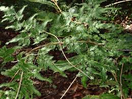 Image result for Lygodium