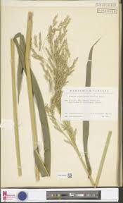 Image result for Hyparrhenia niariensis