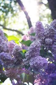 Lilacs Beautiful Flowers Plants Planting Flowers