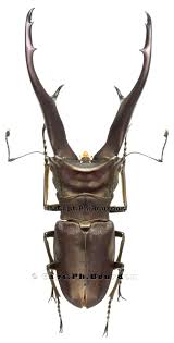 Cyclo Imperator Sm11 Jpg 1016 2000 Scarabee Insectes Coleoptere