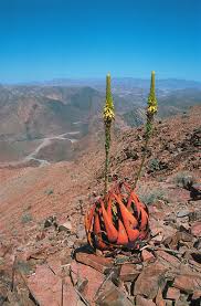 Image result for Pegolettia retrofracta