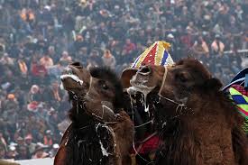 Being bitten by a snake: Turkey Tradition Of Camel Wrestling Making A Comeback Eurasianet