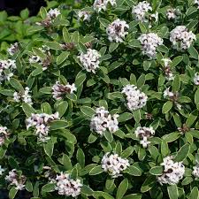 Daphne mezereum or february daphne is a popular winter flowering variety of daphne, a true delight in late winter when it bursts into fragrant bloom. Daphne Scent Of Summer