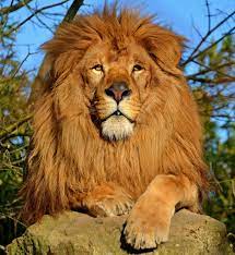 الأسد حيوان من الثدييات من فصيلة السنوريات وأحد السنوريات الأربعة الكبيرة المنتمية لجنس النمور (باللاتينية: Ù…Ù„Ù Lion D Afrique Jpg ÙˆÙŠÙƒÙŠØ¨ÙŠØ¯ÙŠØ§