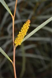 Image result for Acacia montigena