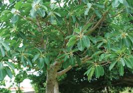 Image result for Helixanthera garciana