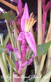 Image result for Musa ornata