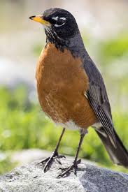 This guide includes videos to help you identify them by sight but even if you can't make it to special locations, you can observe an incredible variety of birds in your northern flickers have a few subspecies, and those in western north america are have red. What Types Of Wild Birds Are Visiting My Backyard Gardener S Path