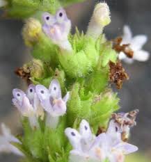 Image result for Cantinoa