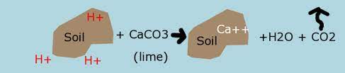 Maybe you would like to learn more about one of these? How To Make Soil Less Acidic Dengarden