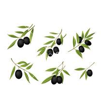 Green Olives Vector Image On Vectorstock Olive Green Olives Green