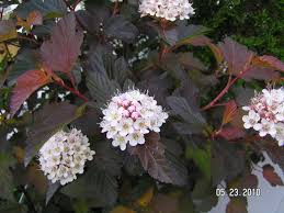 Garden crossings online garden center offers a large selection of ninebark plants. Physocarpus Opulifolius Mindia Coppertina Kiefer Nursery Trees Shrubs Perennials