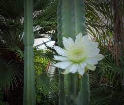 Is the san pedro cactus hallucinogenic? San Pedro Basic Info Echynopsis Pachanoi Psycheplants Iceers