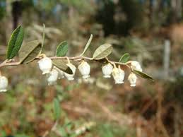 Image result for Chamaeclitandra