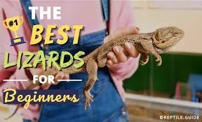 Reptile lovers looking for something different can acquaint themselves with a bearded dragon. 16 Best Pet Lizards For Beginners Looking For A Reptile Companion