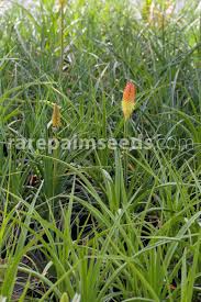 Image result for Uvaria tanzaniae